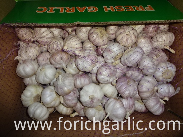 New Crop 2019 Normal Garlic